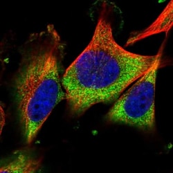 LRRC73 Antibody, Novus Biologicals:Antibodies:Primary Antibodies